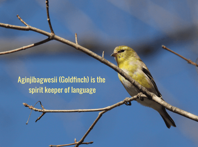 Aginjibagwesii (Goldfinch) is the spirit keeper of language